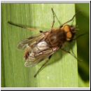 Thereva sp - Stilettfliege 01a 11mm.jpg